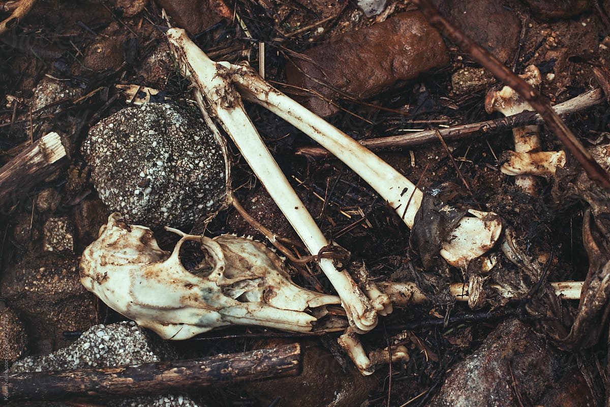 Deer Skull and Leg Bones Scattered on a Pile of Rocks