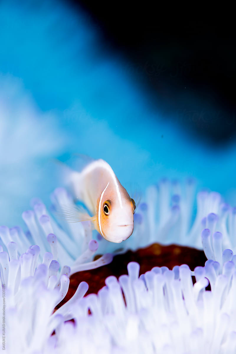 A Pink anemonefish lives in a bleached anemone.