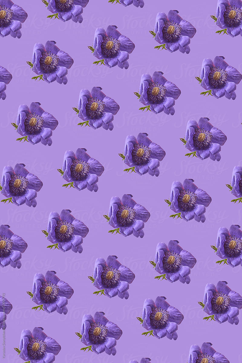 Purple anemone flower repeated pattern.