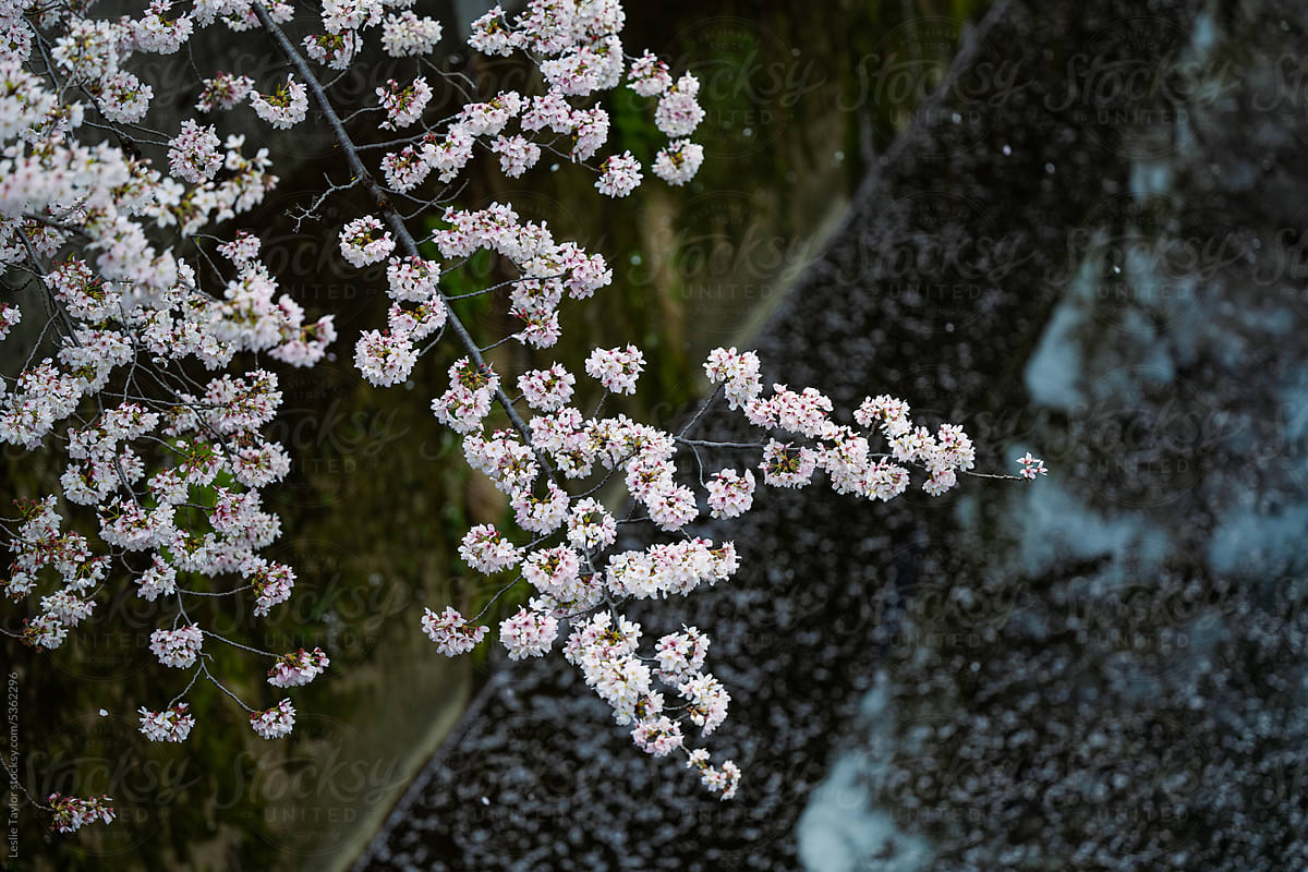 Cherry Blossom Branch Hanging Over River