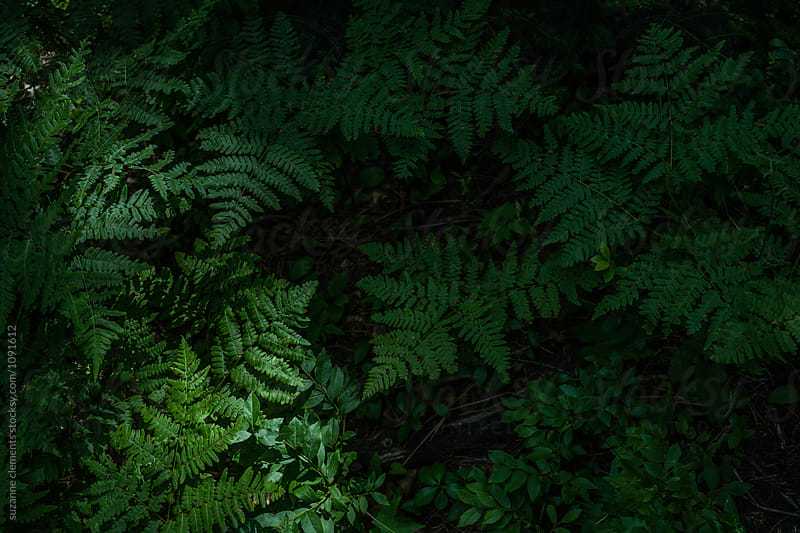 Woodland Ferns through Filtered Light