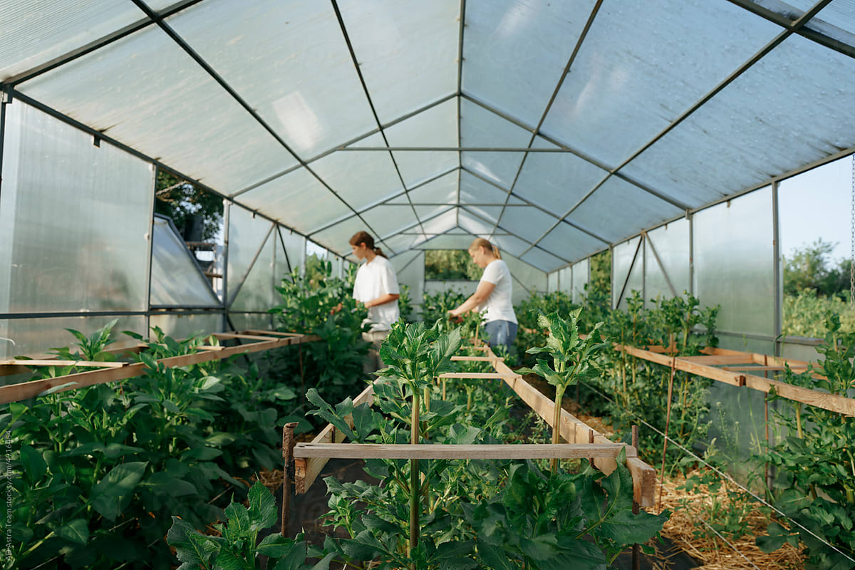 Two women flower farmers in a greenhouse