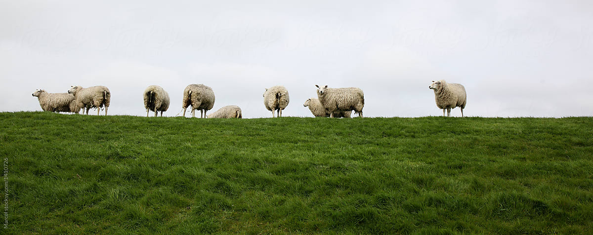 Sheep on a grassy dyke