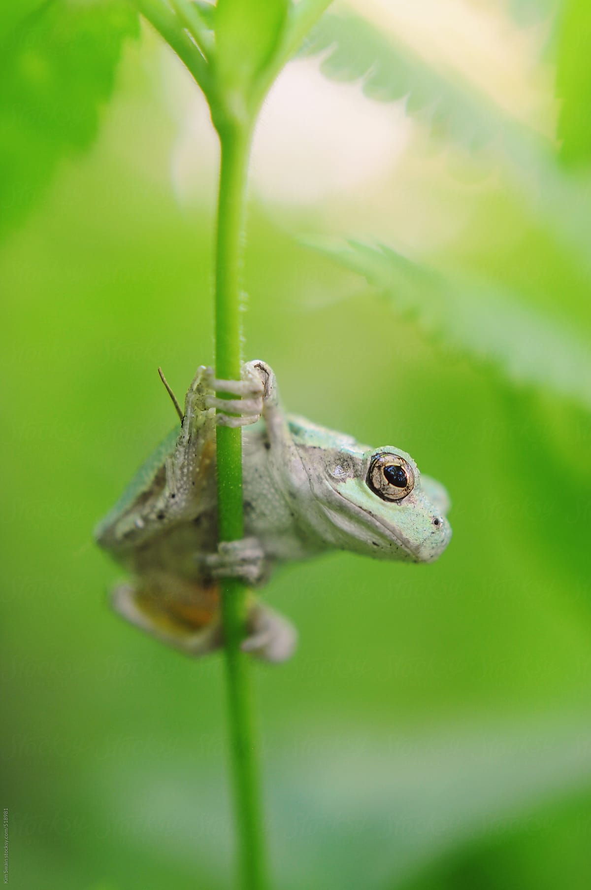 Frog on a stem