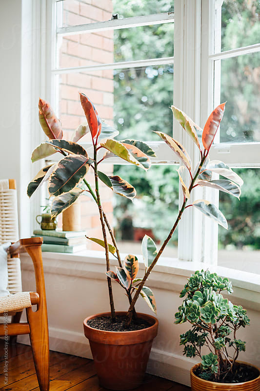 Rubber Plant next to window in living room