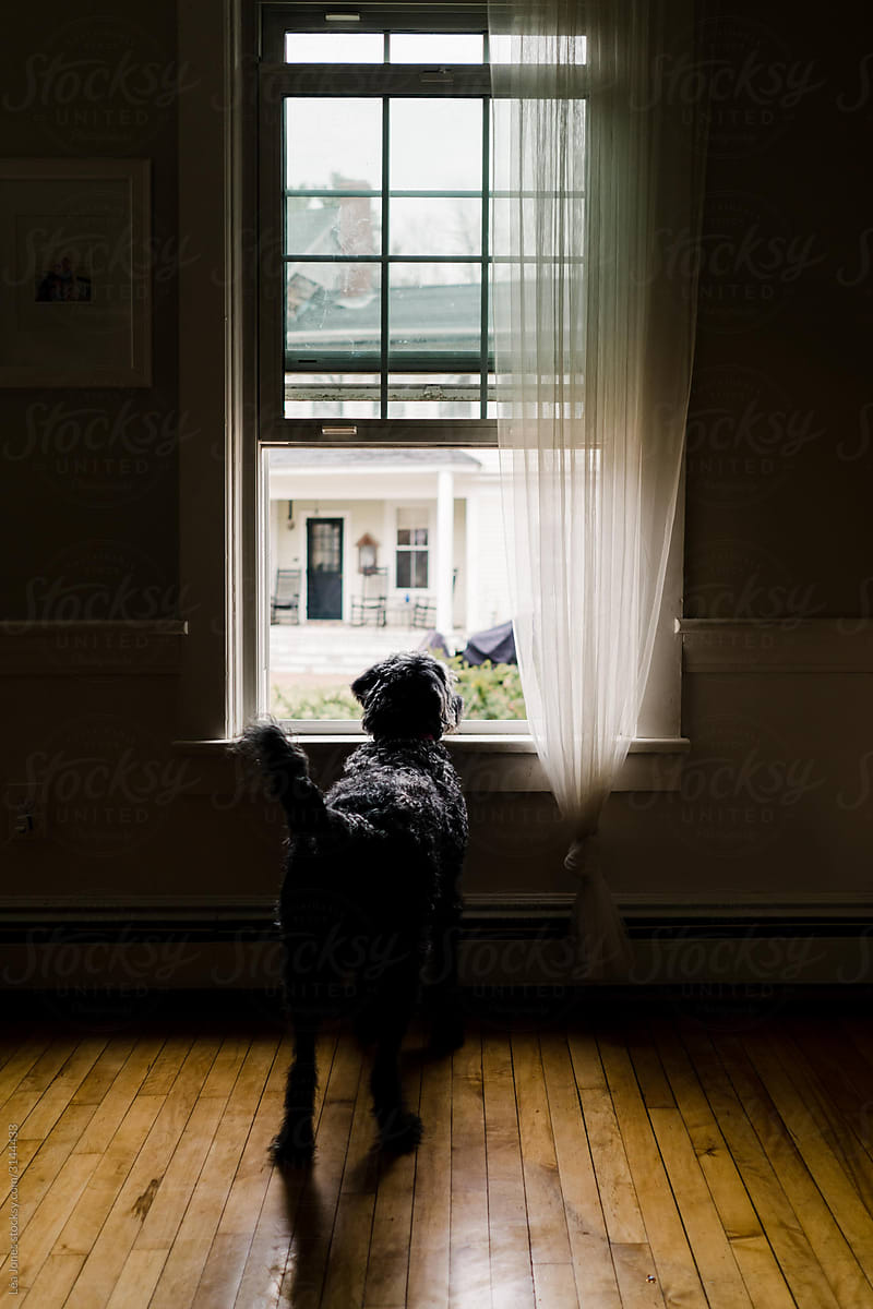 dog   looking out through window