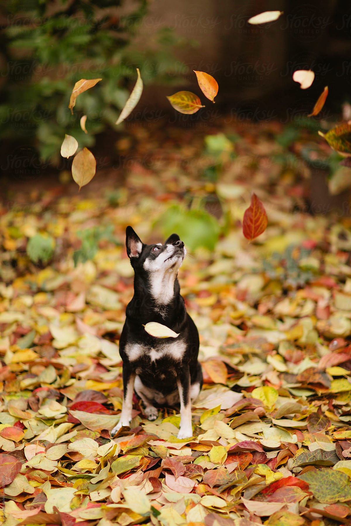 Little dog sits and looks up at fallen leaves flying in the air