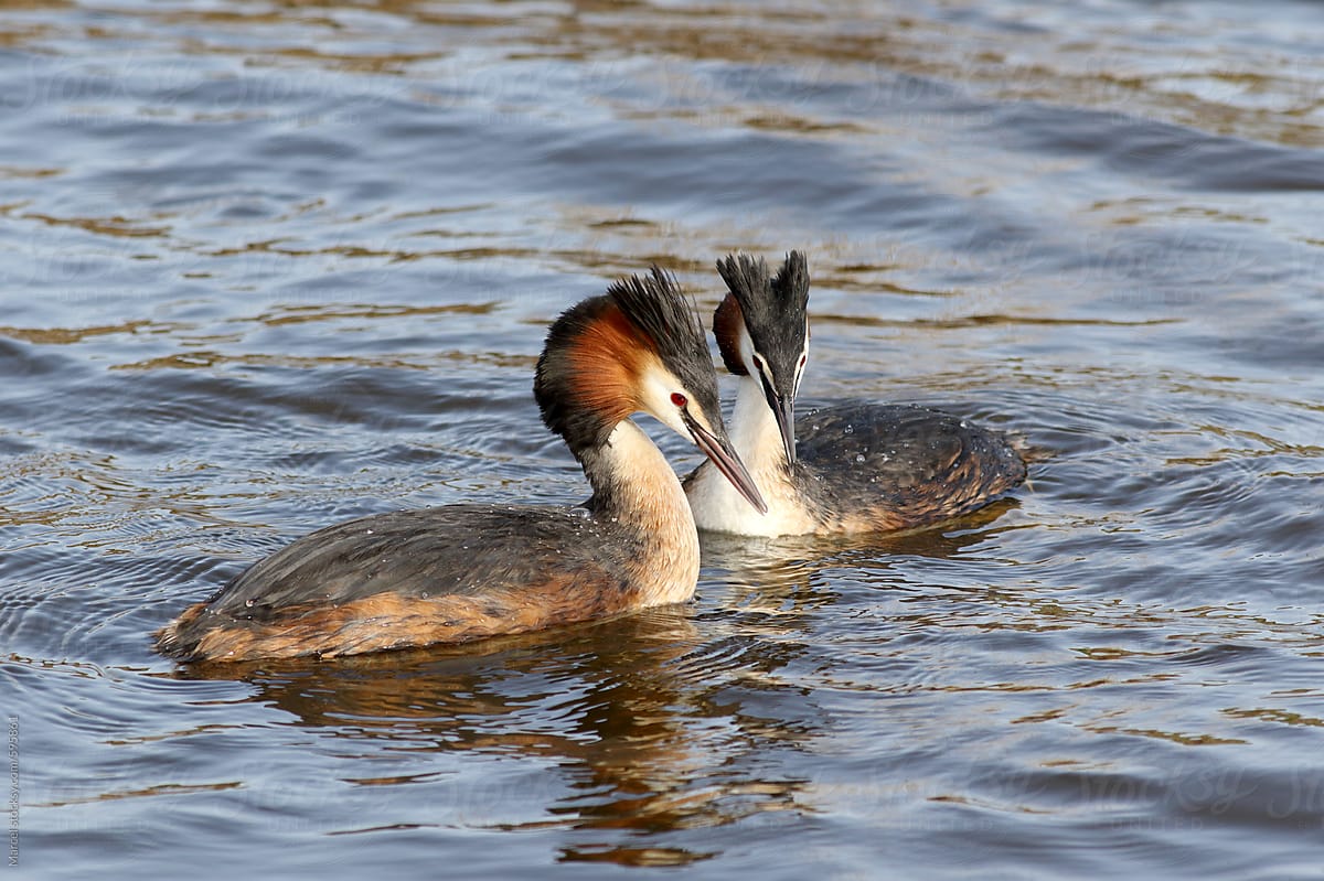 great crested grebe coutship ritual dance