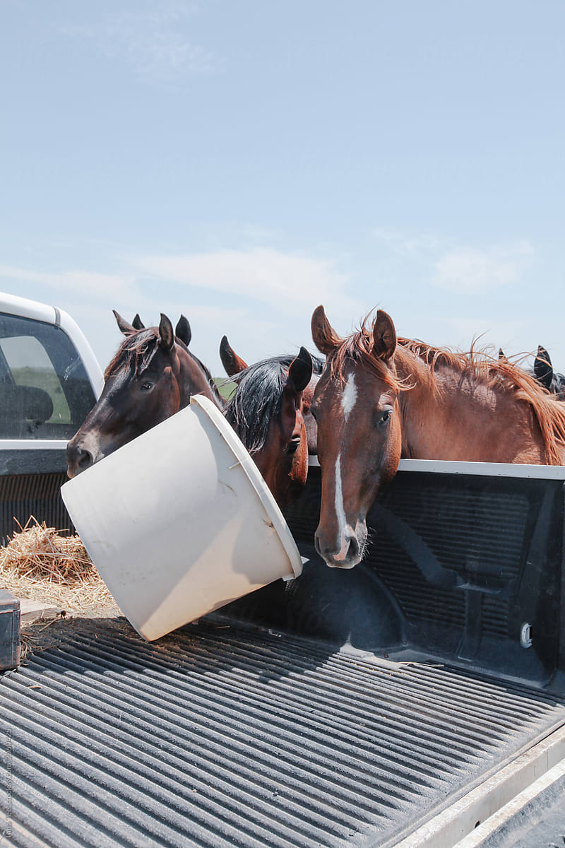 horses look for food in tub in bed of pickup truck