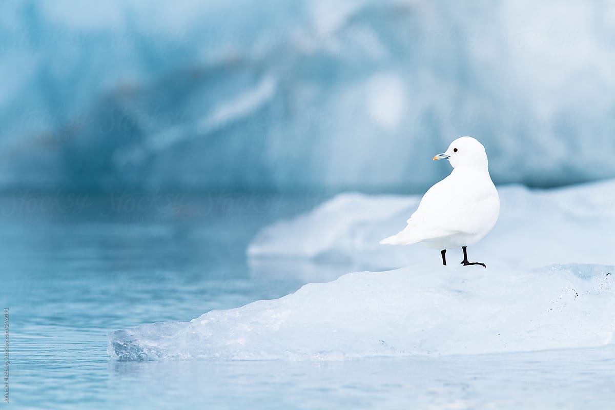 An ivory gull sitting on ice