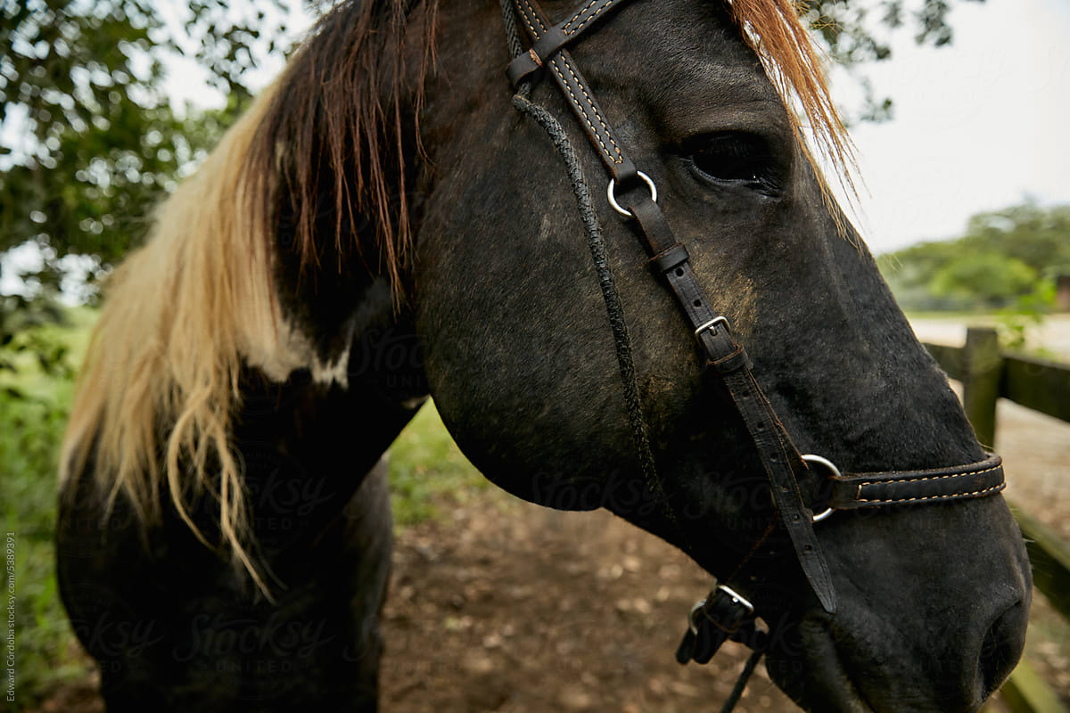 A close-up photograph of a black horse in a Colombian ranch.