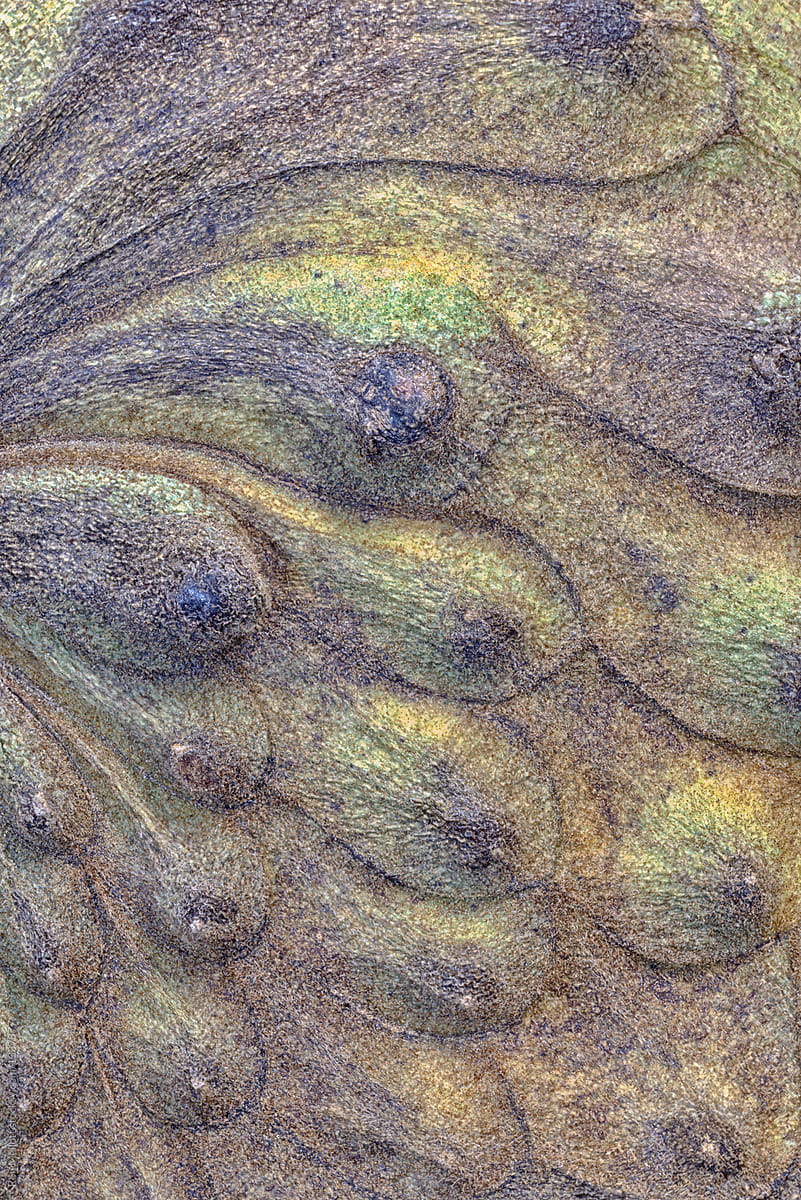 Closeup macro of abstract patterns on a cherimoya  fruit