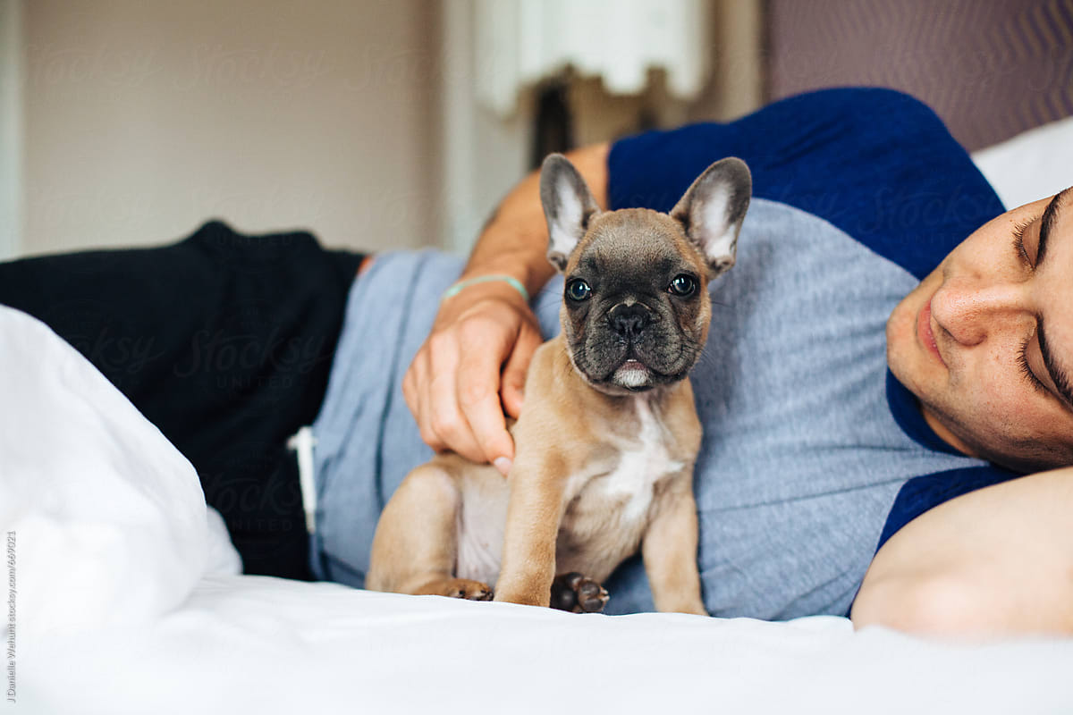 Caucasian man lying in bed with a french bulldog puppy