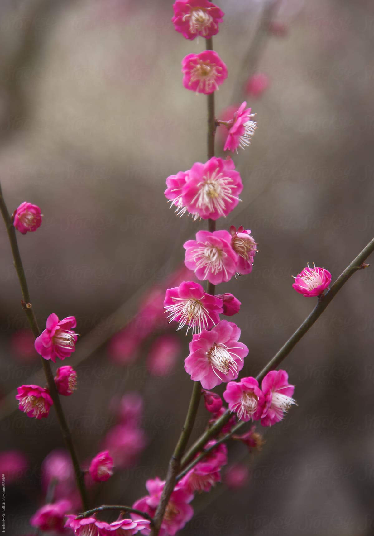 Plum Blossoms in Spring