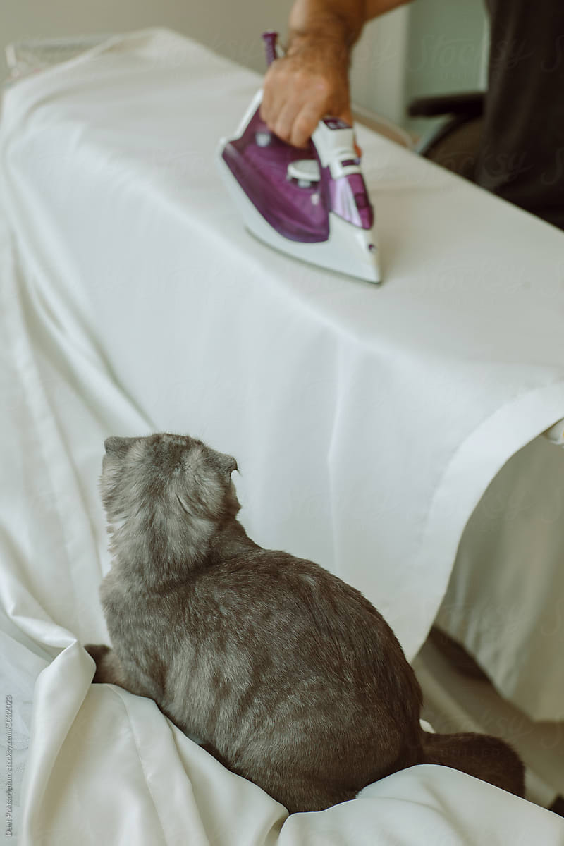 Kitten watching ironing fabric