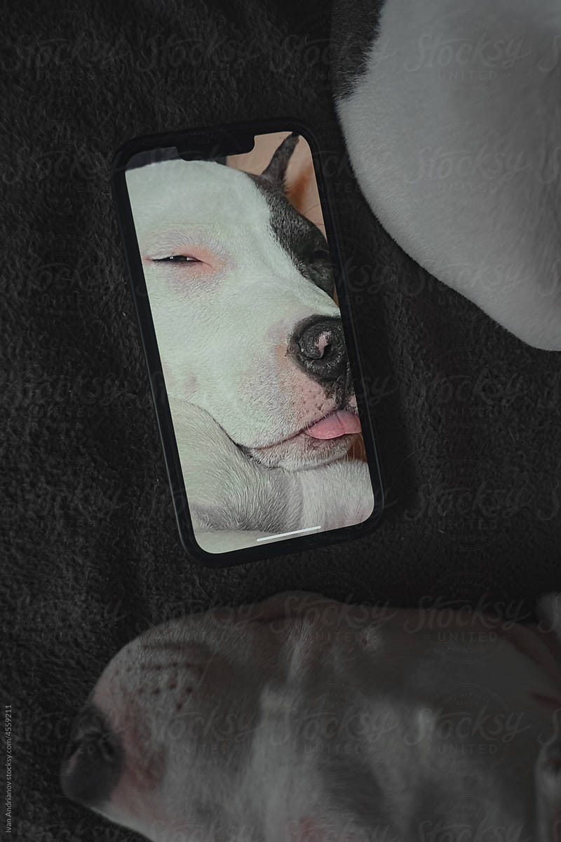 Dog Sleeps With Phone