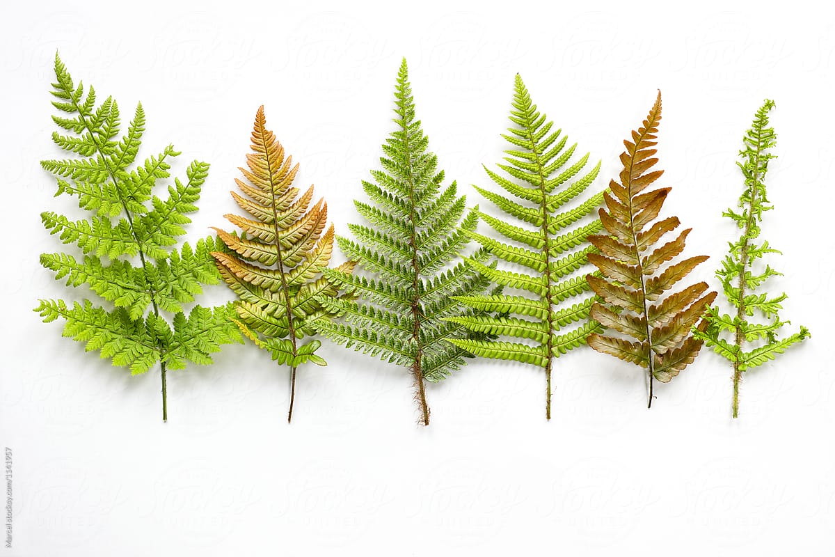 variety of fern leaves on white paper