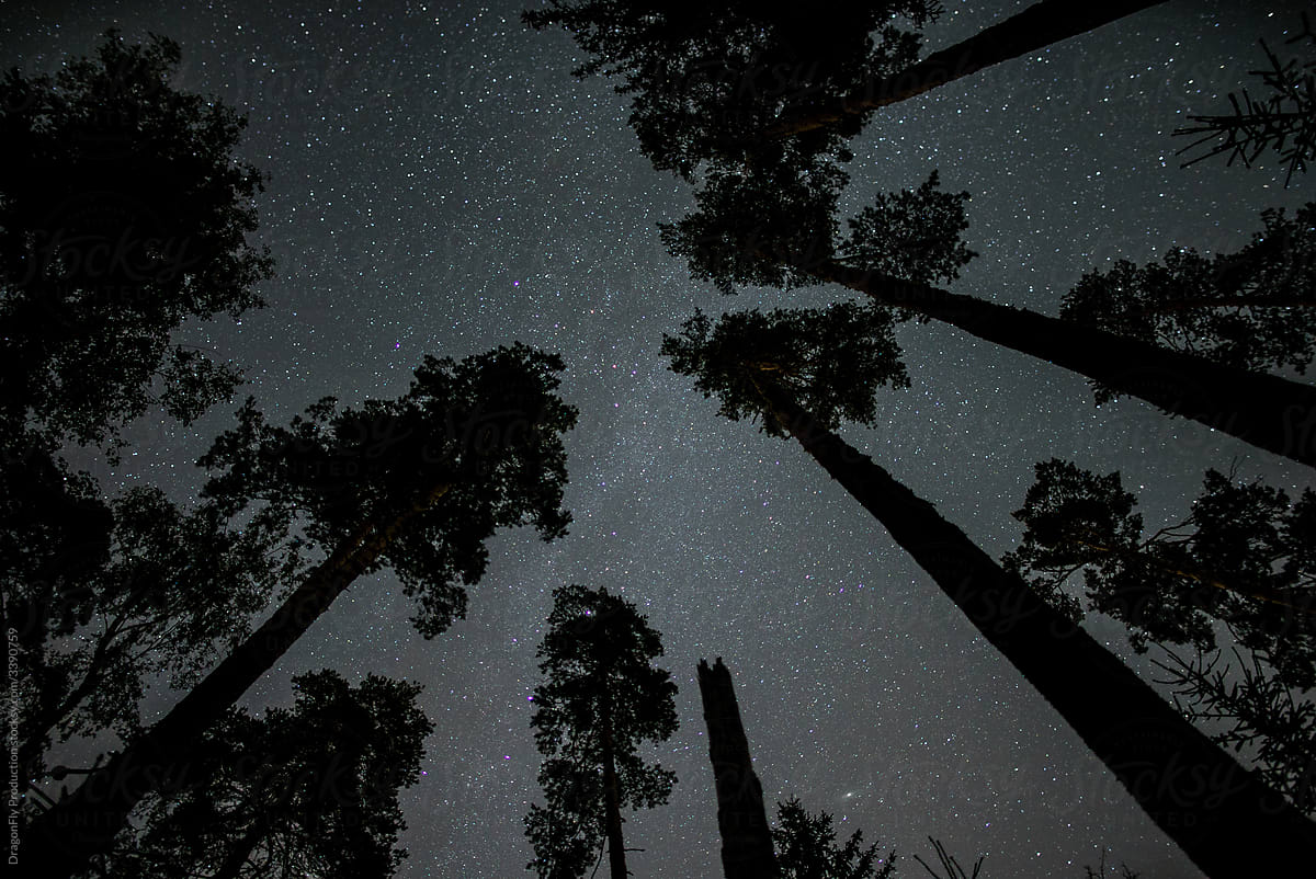 The milky way in the forest