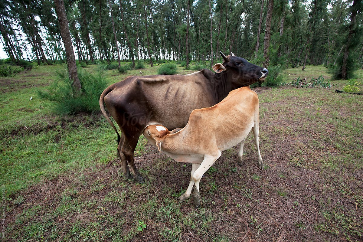 Cow feed milk to calf  at outdoor