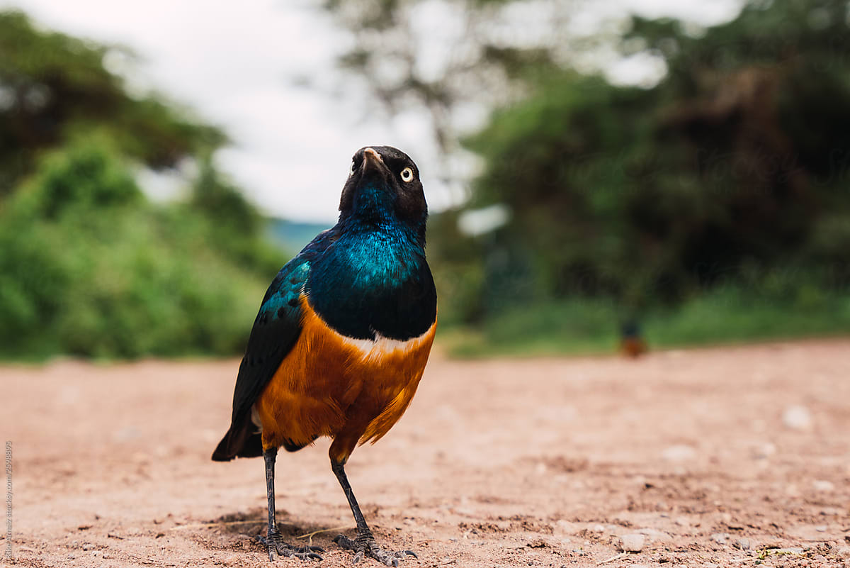 Colorful superb starling bird on the ground in Tanzania.