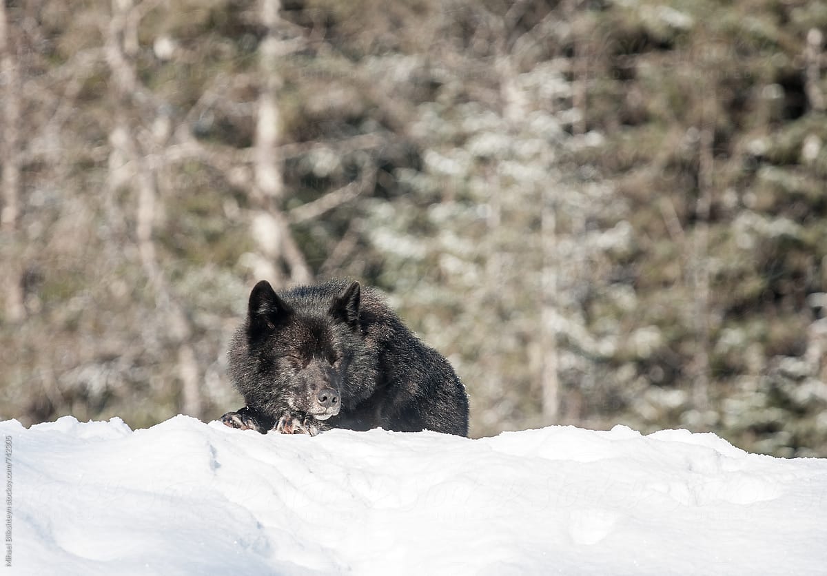 black wolf pictures in the wild