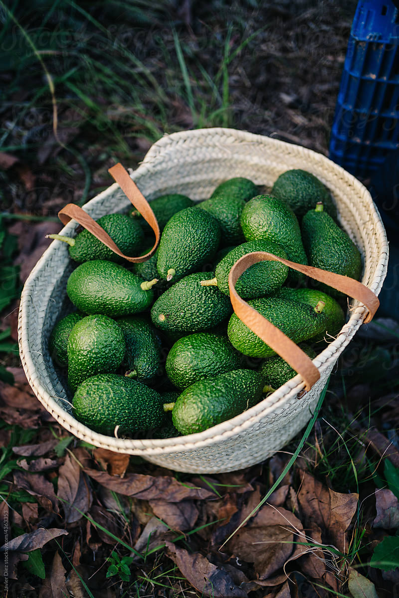 Wicker basket with avocados in countryside