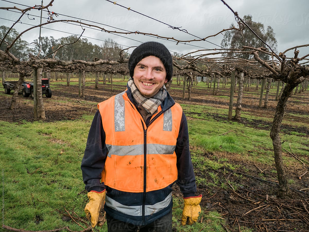 Man in Hi-Vis Vest Smiles Broadly among Kiwi Fruit Vines