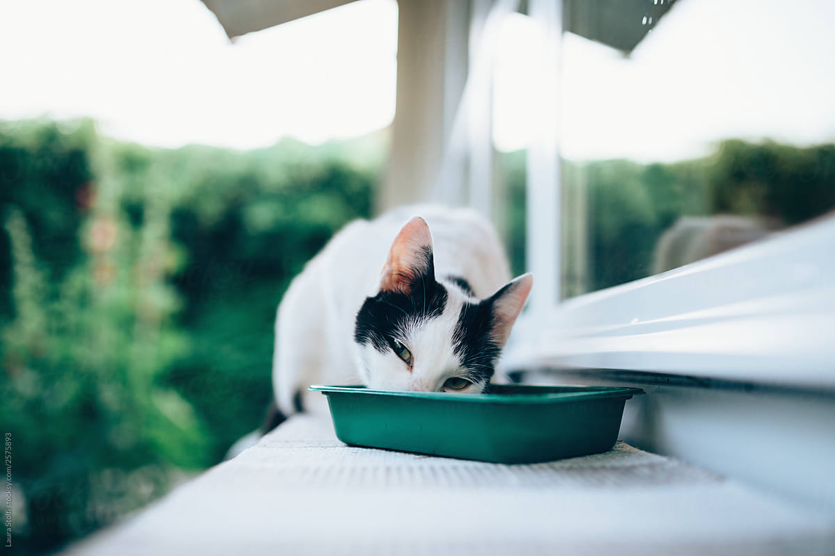Cat eating food from plastic bowl