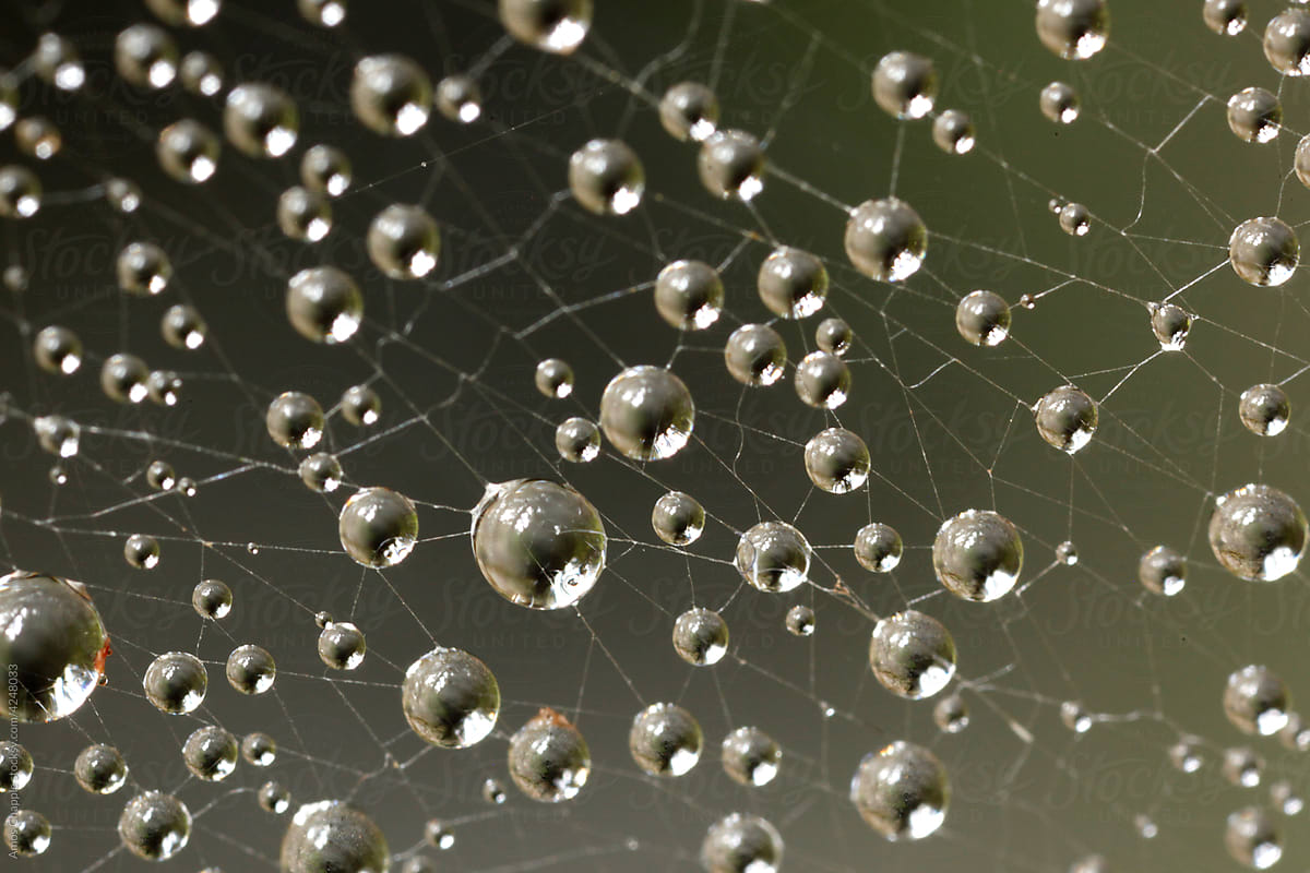 Water droplets on a spiderweb