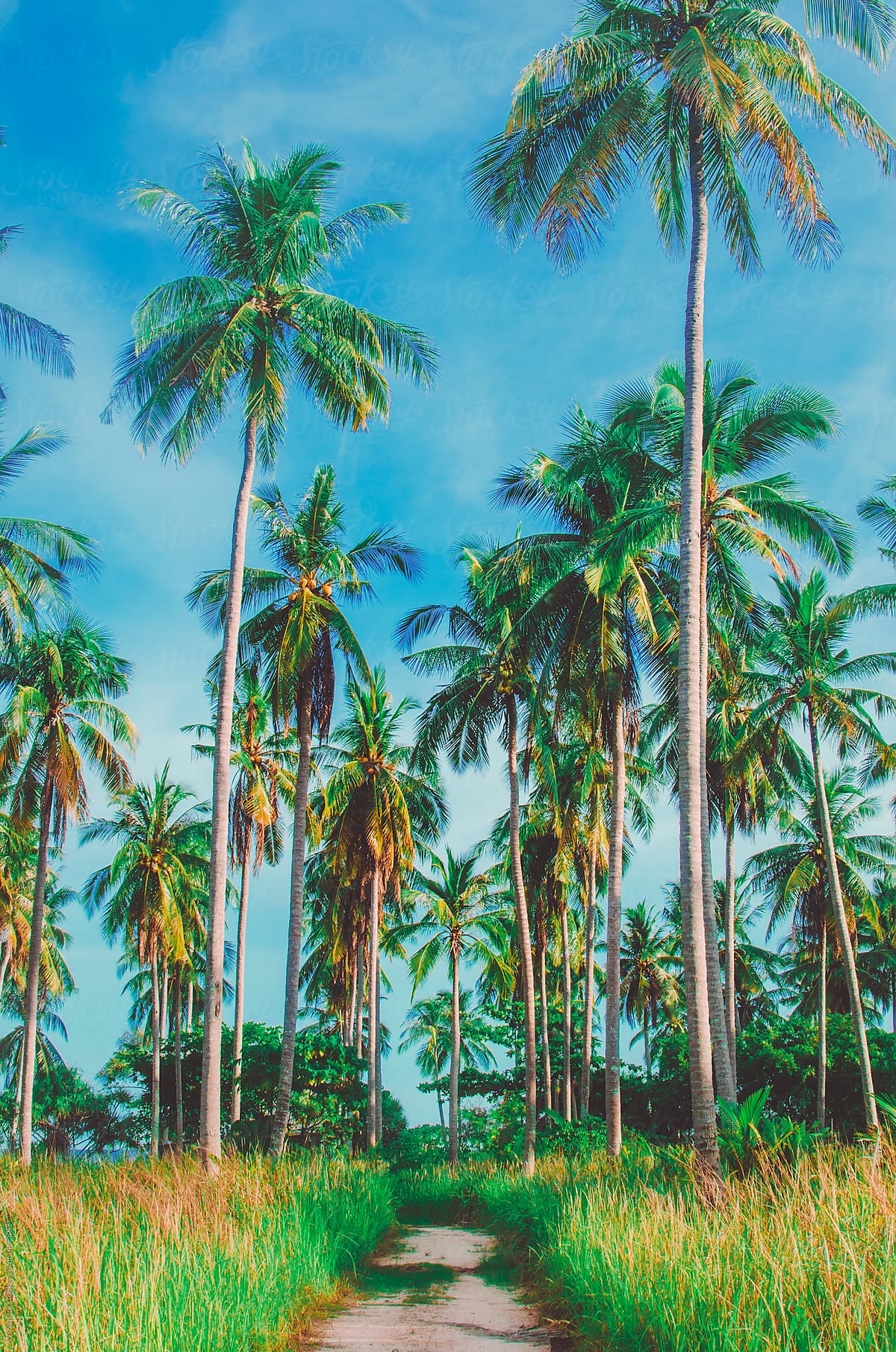 A lush island filled with tall palm trees