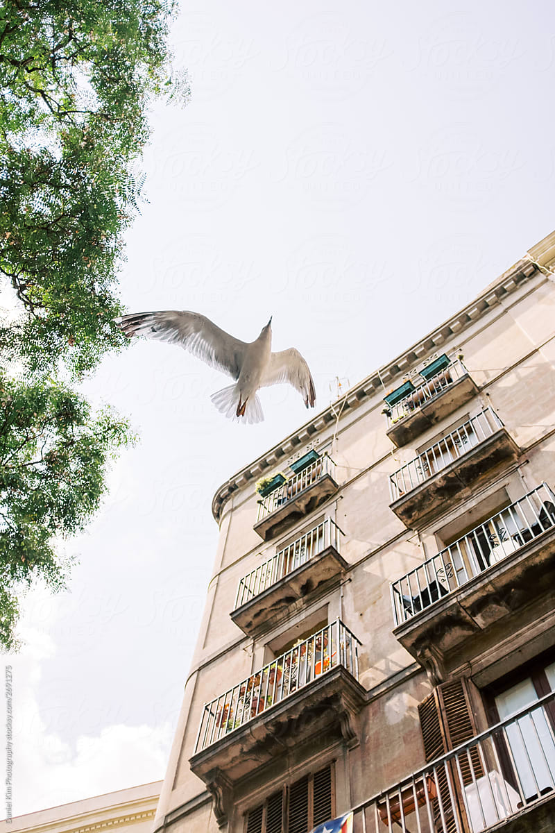 Bird flying across sky in Barcelona