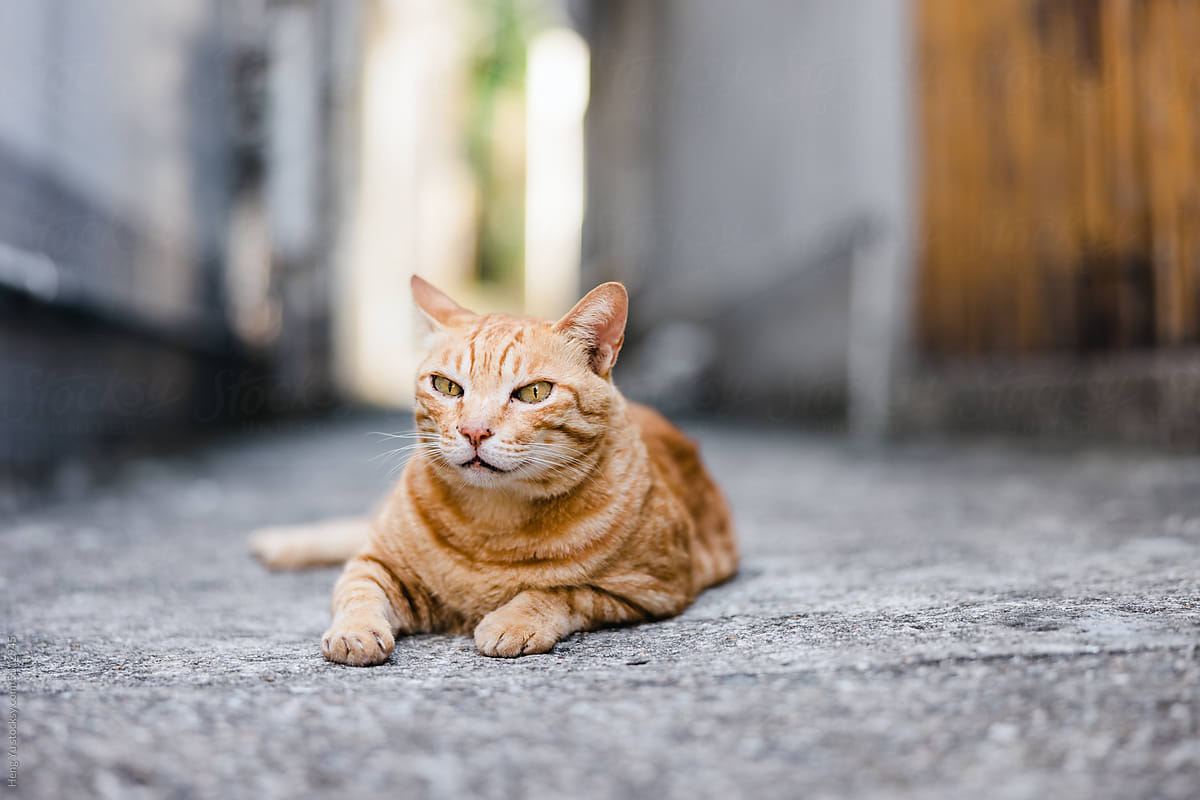 street cat laying down