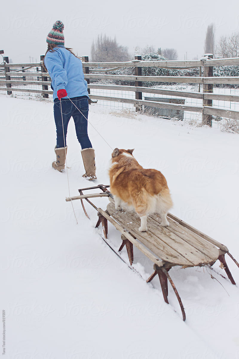wooden dog sled