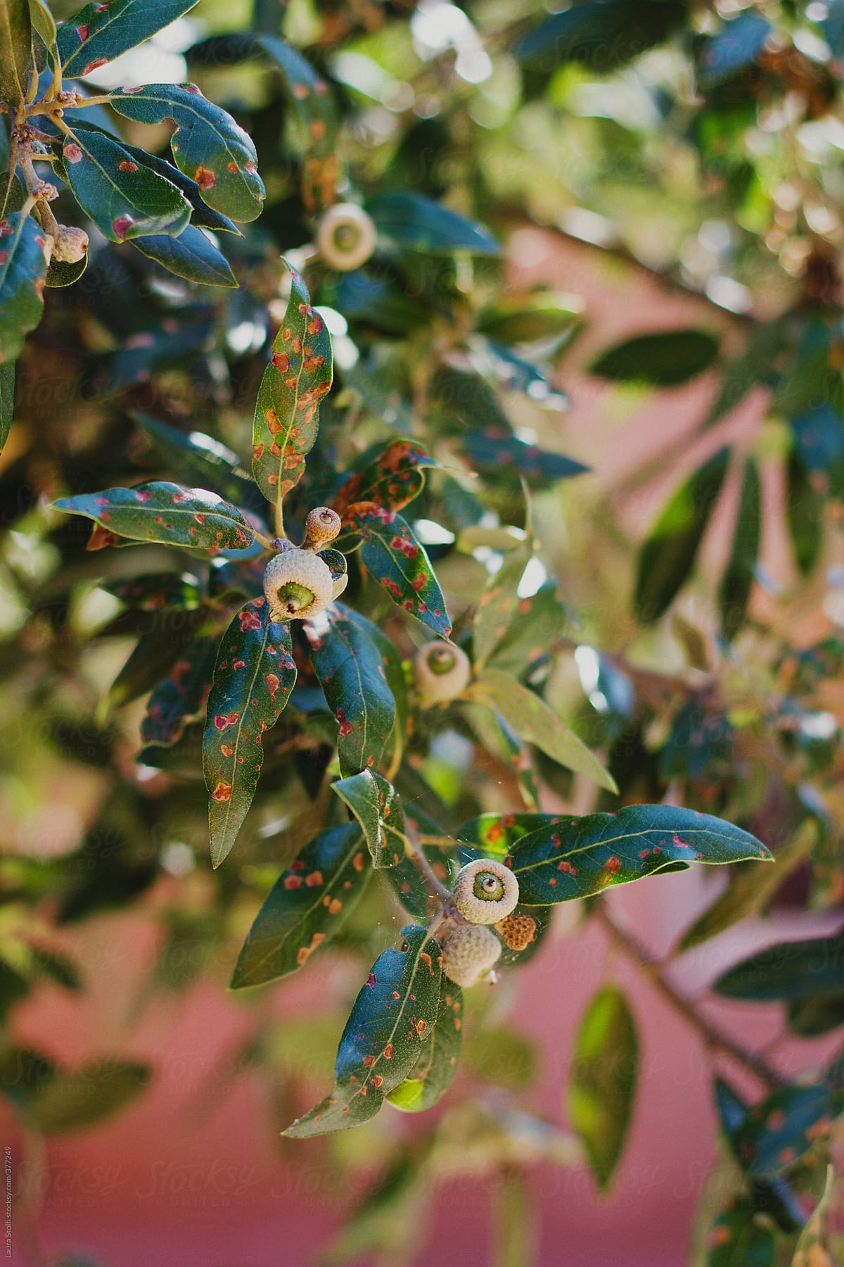 Close up of berries plant with sick leaves and dry fruits in mediterranean garden