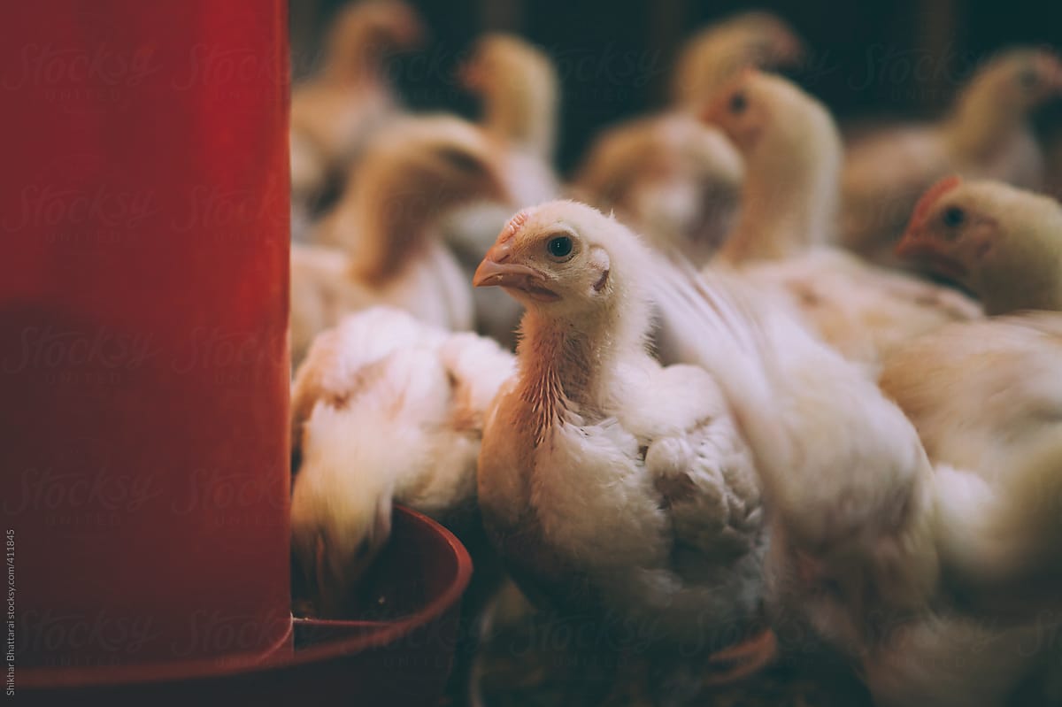 Chicken in a poultry farm.