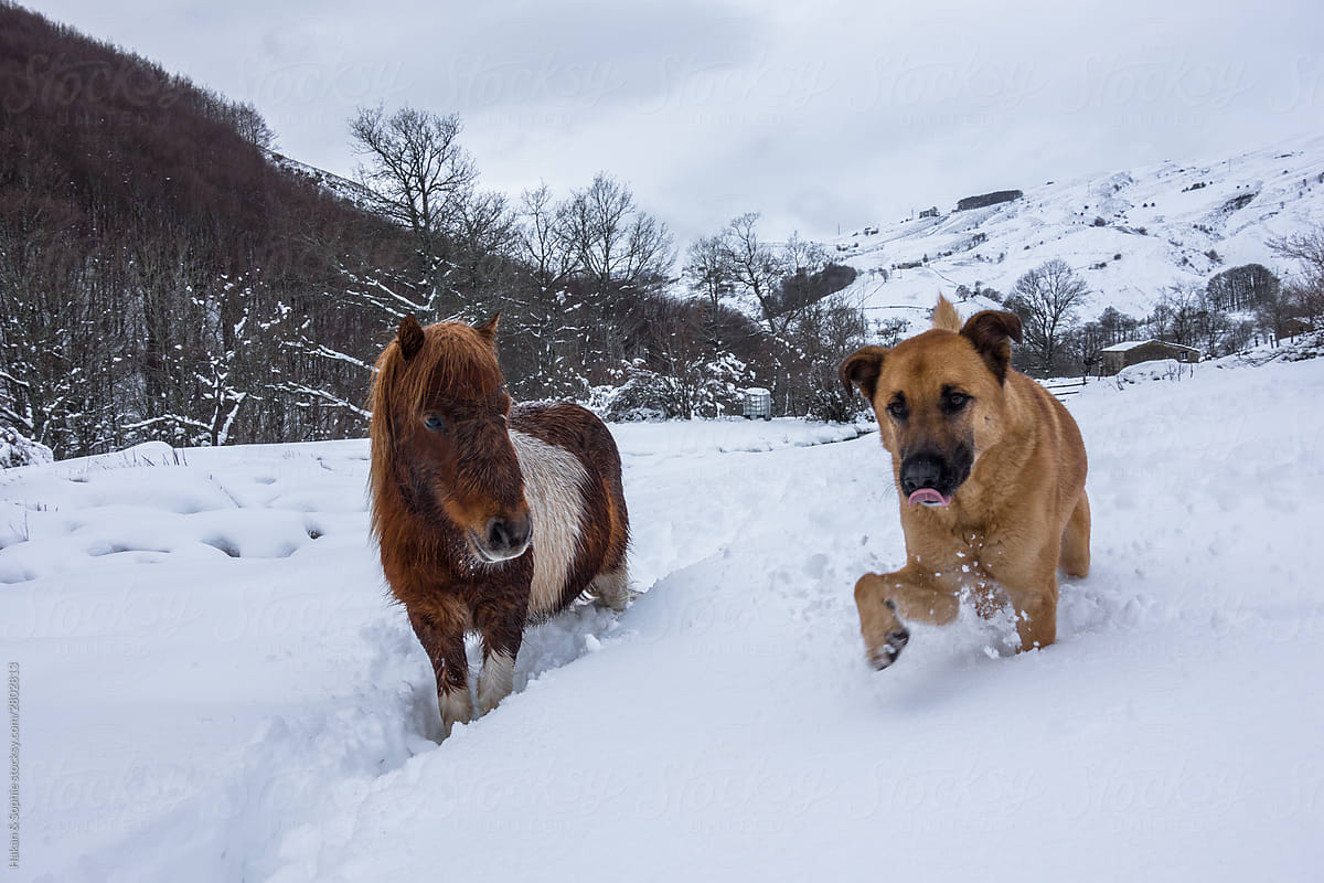 Shepherd dog and shetland horse in deep snow as friends