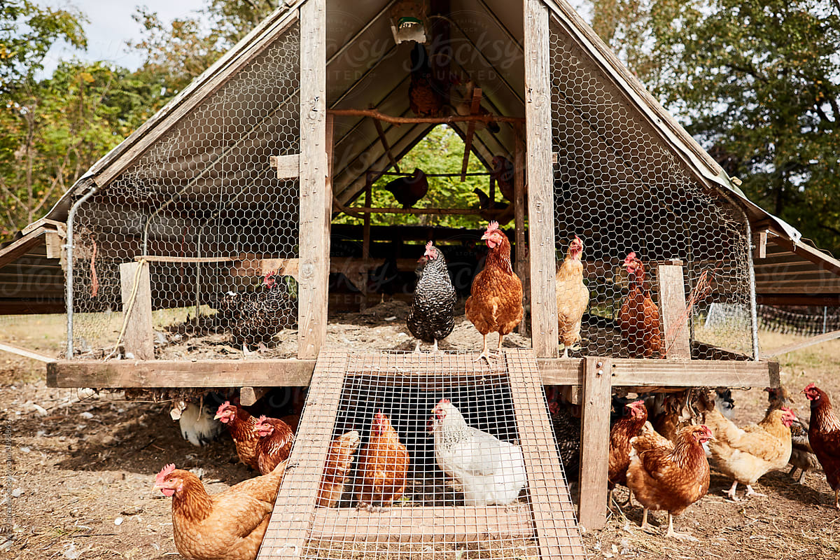Chickens in a coop