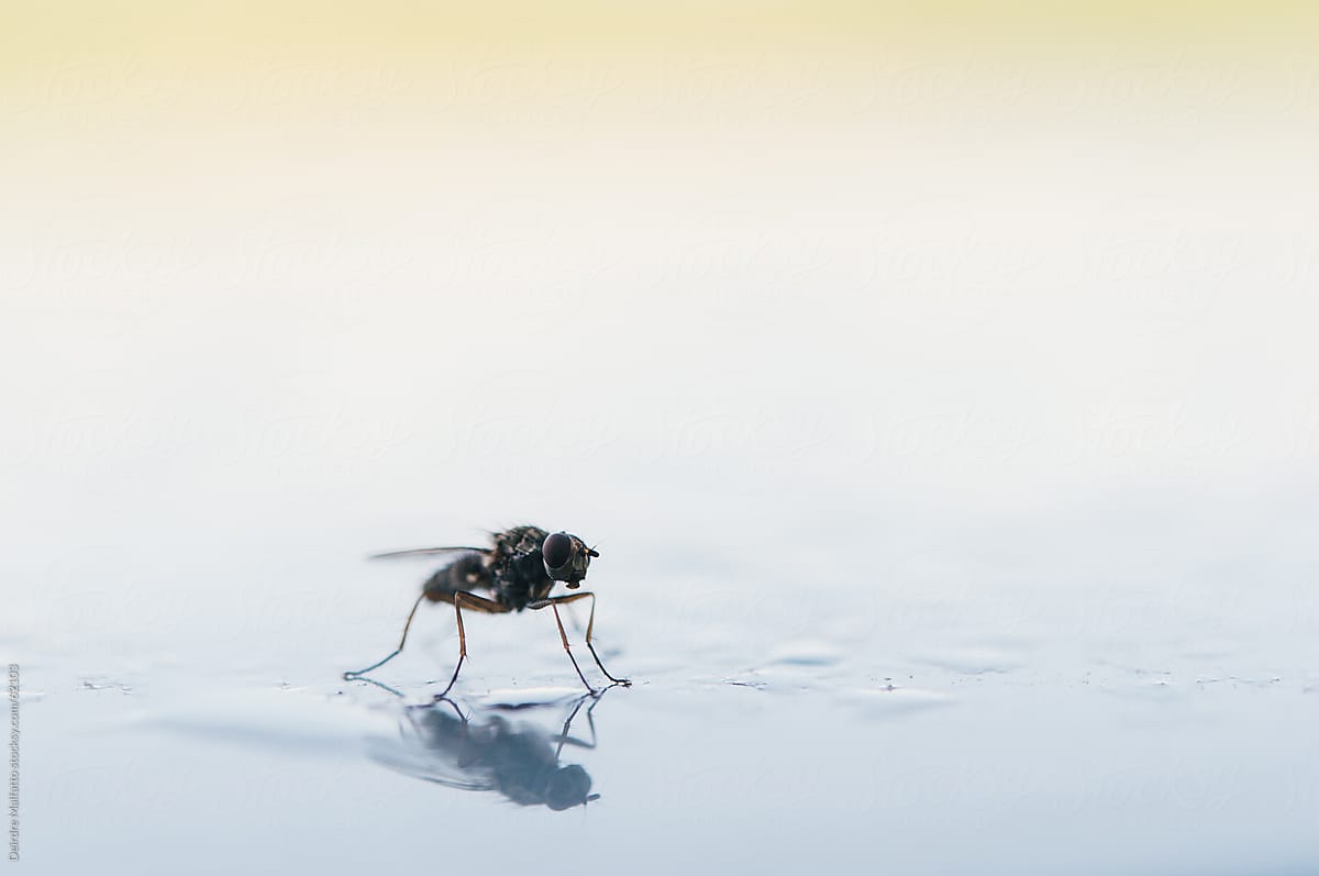 Close-up of a fly with its reflection