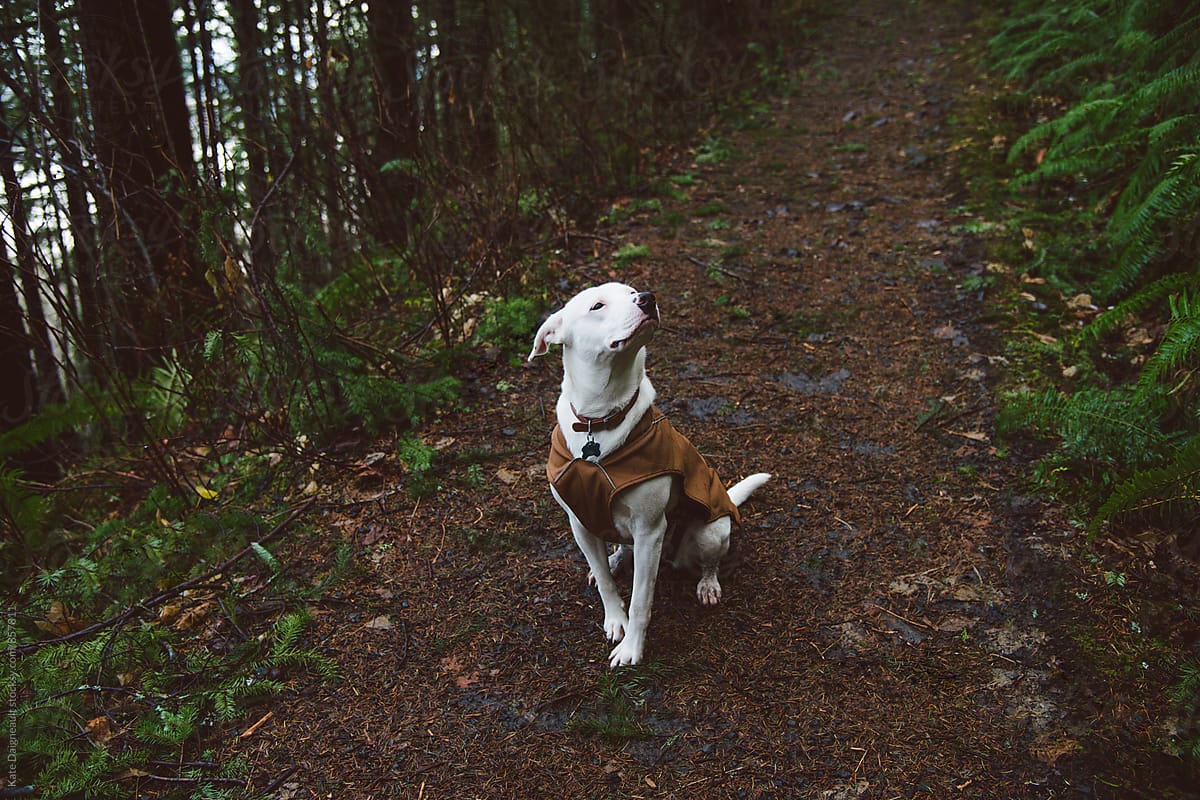 A white dog wearing a brown puppy coat sits on a trail.