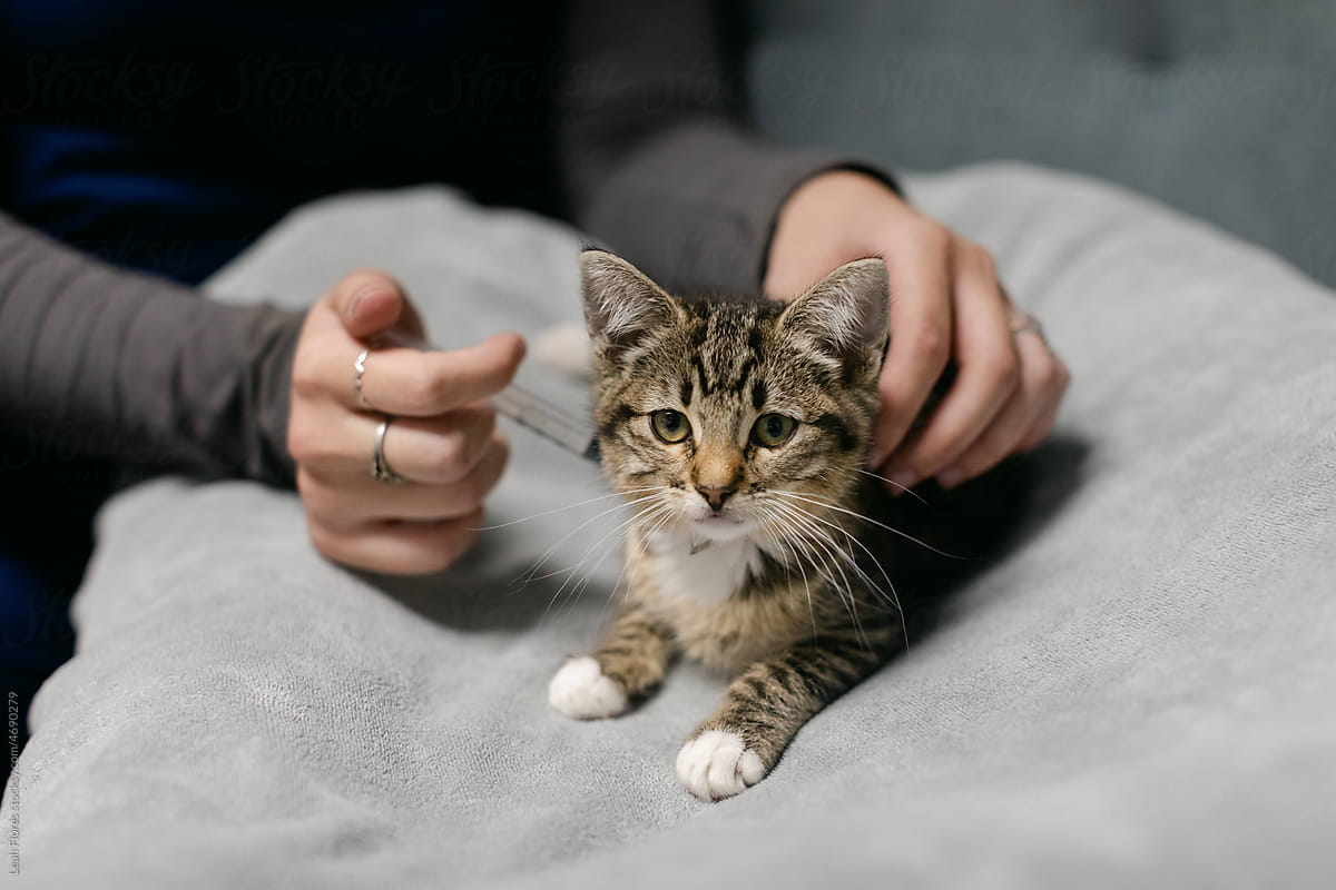 A Cute Kitten Receives a Shot with a Syringe