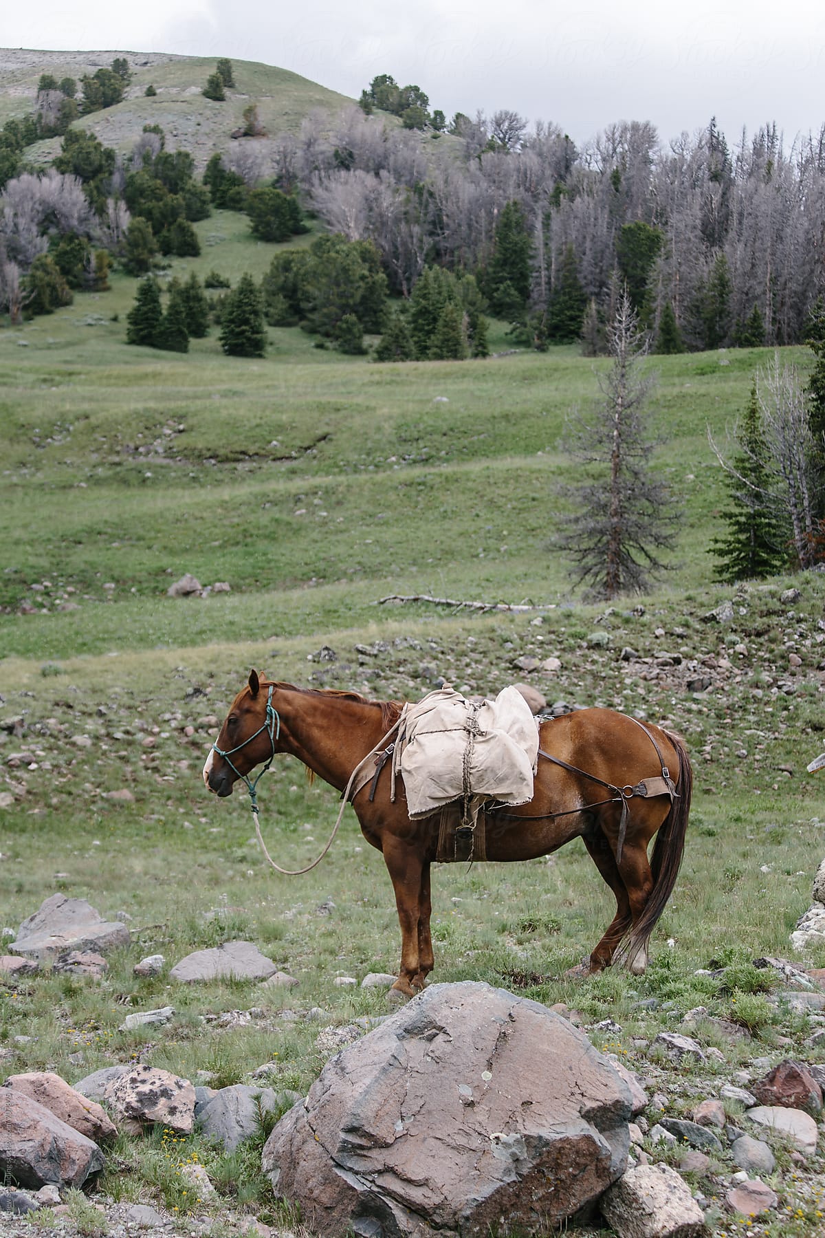 Horse with canvas and leather pack on trail