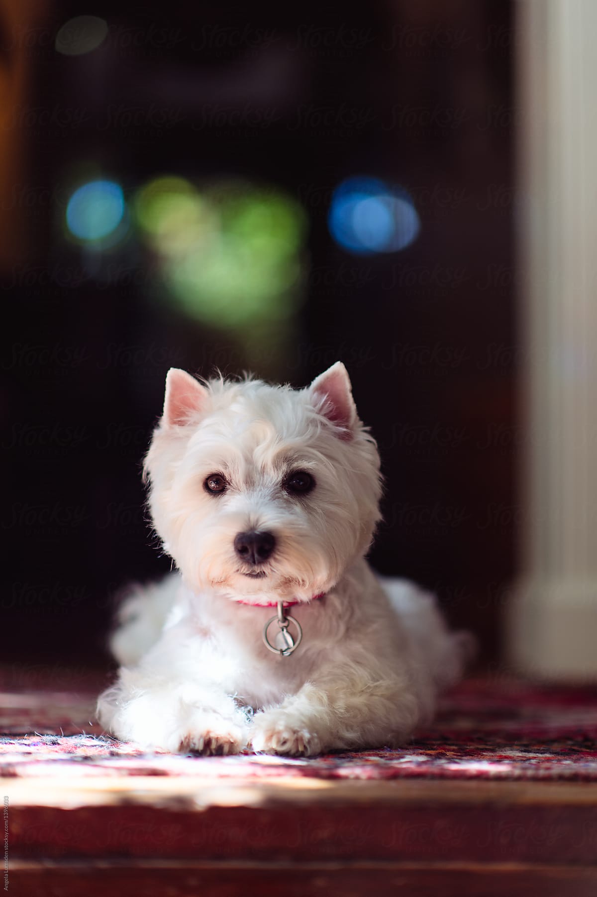 Clean white dog sitting prettily on a rug