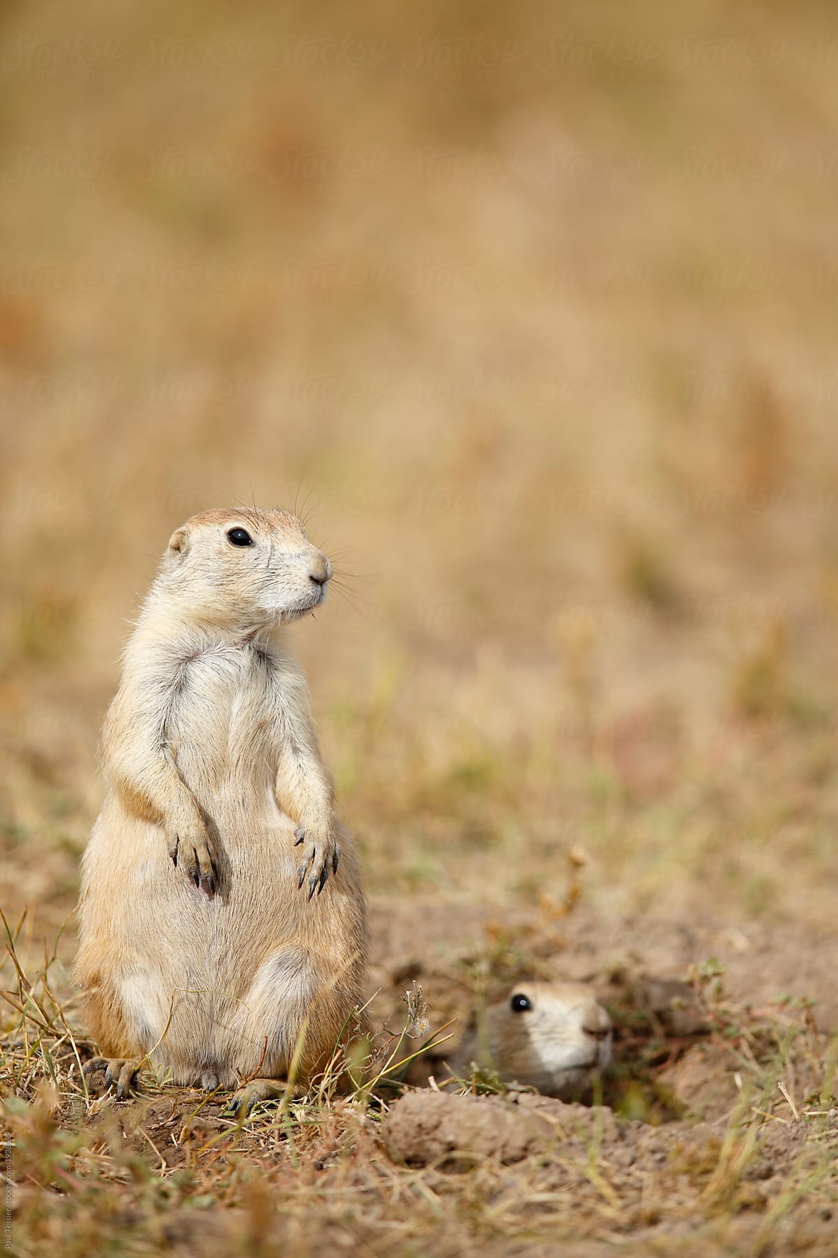 Two Blakc-tailed Prairie Dogs