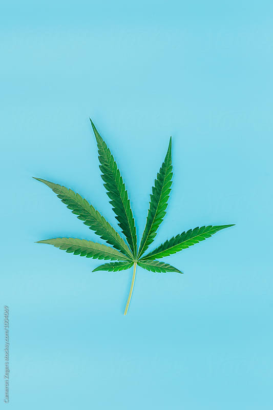green marijuana leaf on blue background