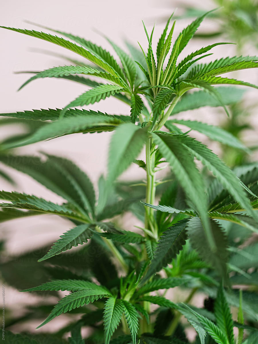 Closeup Shot Of A Mature Cannabis Plant Leaves