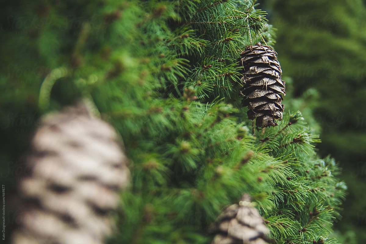 A golden pine cone sits in an evergreen tree.