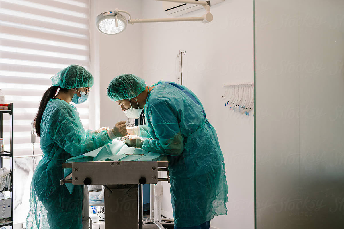Surgeons working in a veterinary clinic