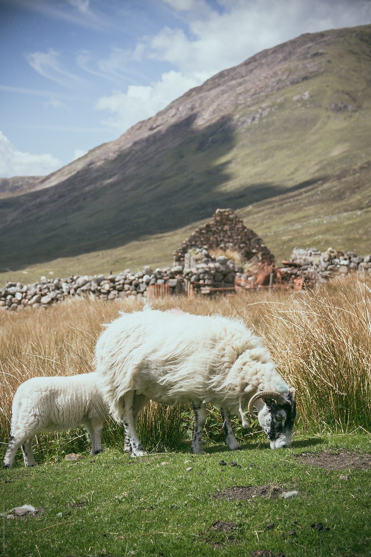 sheeps grazing in the scottish highlands