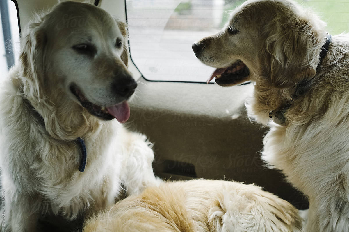 Golden Retriever Dogs in the Truck of a Car Driving on the Street. Insurance and Safety Concept