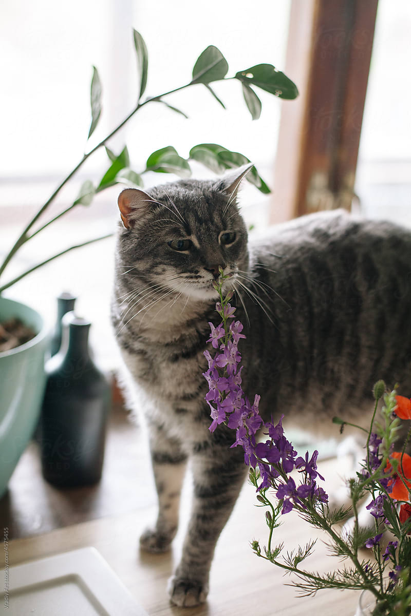 Cat smells flowers on windowsill